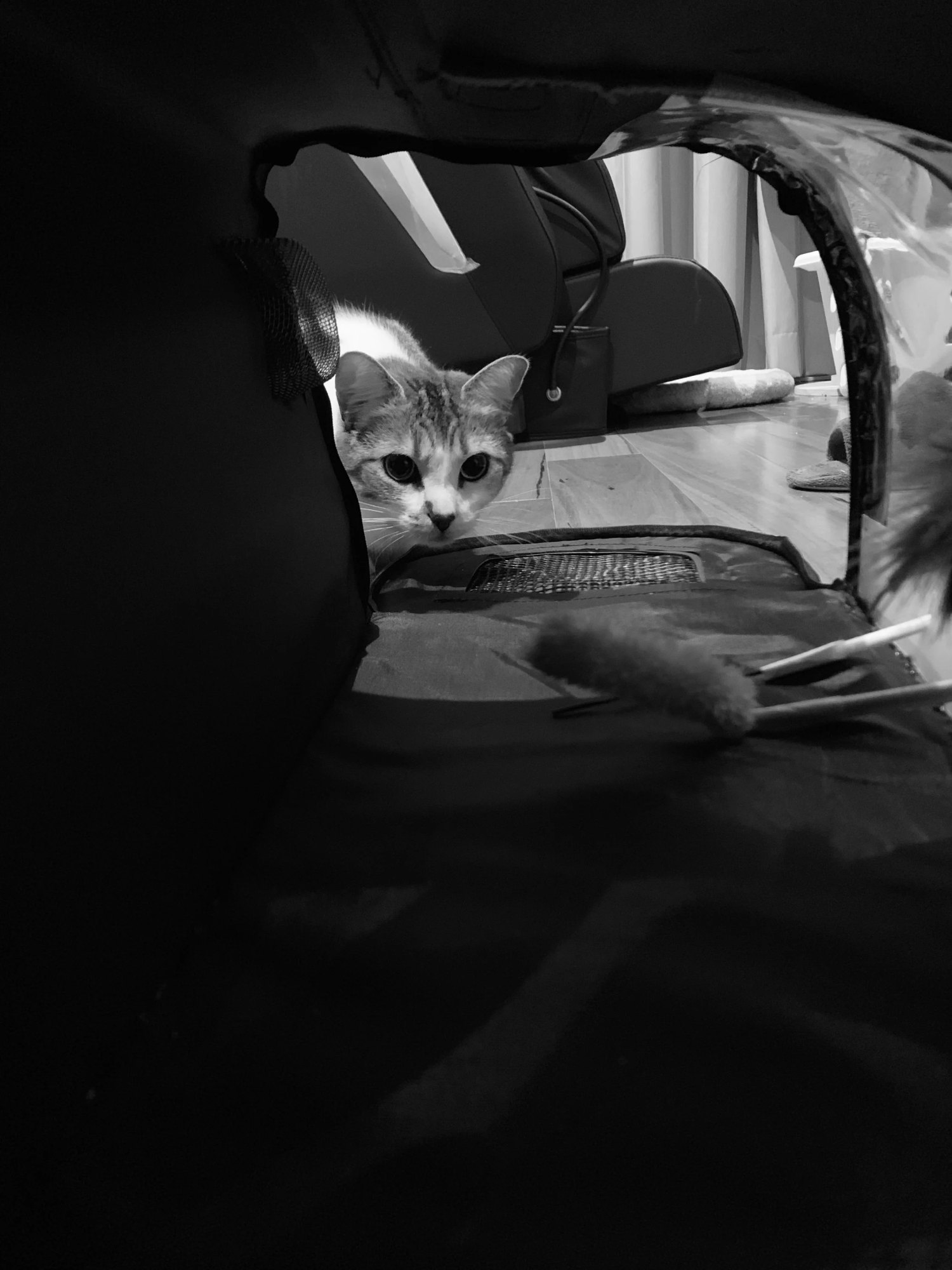 Scent box and toys will catch the cat’s attention, reduce their stress during travel