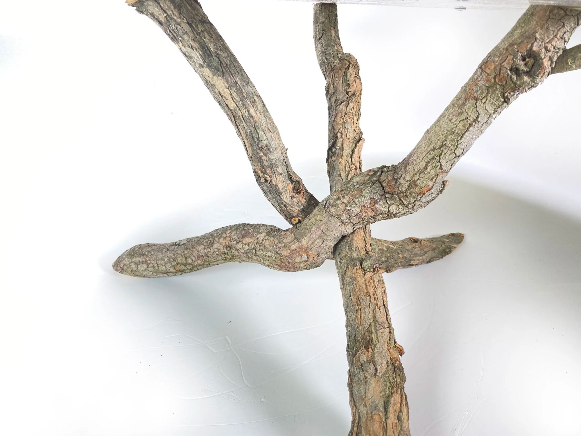Close up of preserved bark base